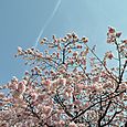 201003130 永代橋の桜･隅田川･豊洲 011